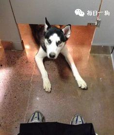 狗头黑料吃瓜,吃瓜群众热议娱乐圈新热点