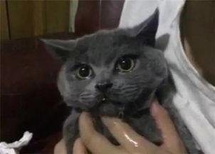 155fun黑瓜吃料喵小,趣味互动,解锁快乐新体验