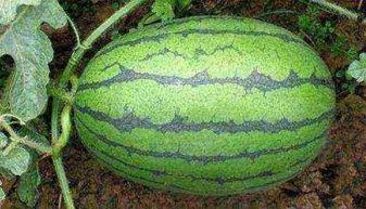 24小时吃瓜黑料下载