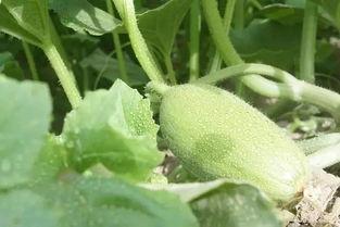 新疆黑料吃瓜,揭秘背后的真相与争议