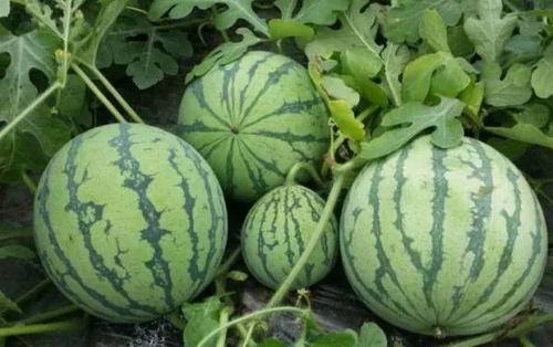 海角社区黑料吃瓜